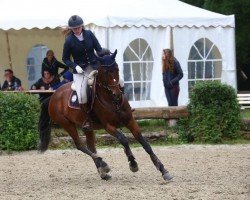 jumper Irana Von Pachern (Austrian Warmblood, 2015, from Stationar)