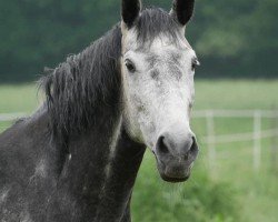 broodmare Cecina S (Holsteiner, 2014, from Cassone)