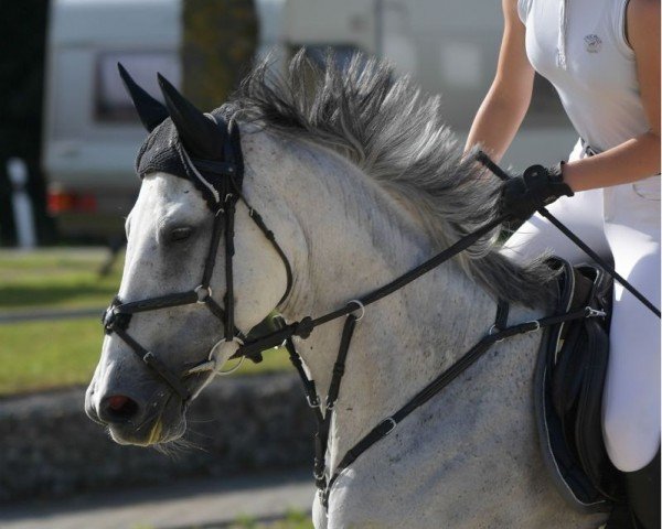 Springpferd Cataleya 38 (Deutsches Reitpferd, 2016, von Unbekannt)