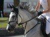 jumper Cataleya 38 (German Warmblood, 2016, from Unbekannt)