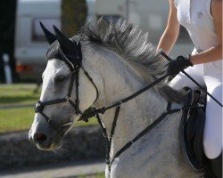 jumper Cataleya 38 (German Warmblood, 2016, from Unbekannt)