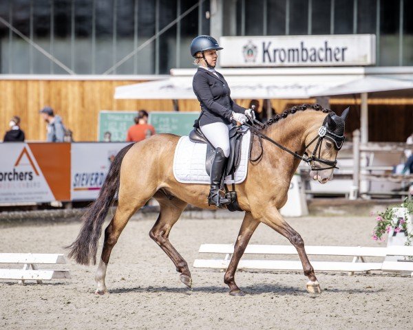 dressage horse Donnernino (German Riding Pony, 2020, from Kastanienhof Donnertrommler)