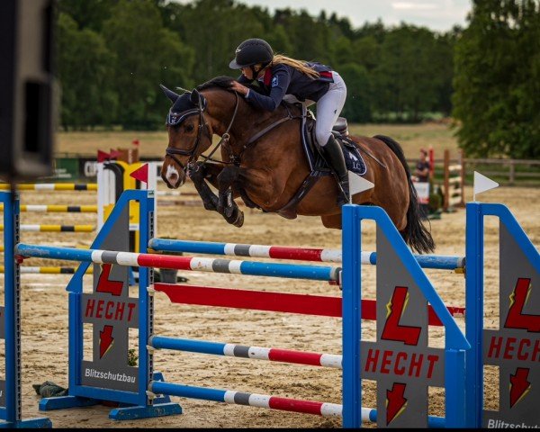 jumper Olymaro Wi-Ro Z (Zangersheide riding horse, 2013, from Olympic Cruz)