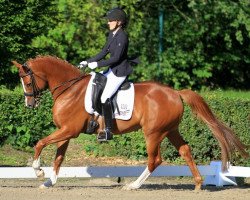 dressage horse Honoré (Trakehner, 2005, from Goldschmidt)