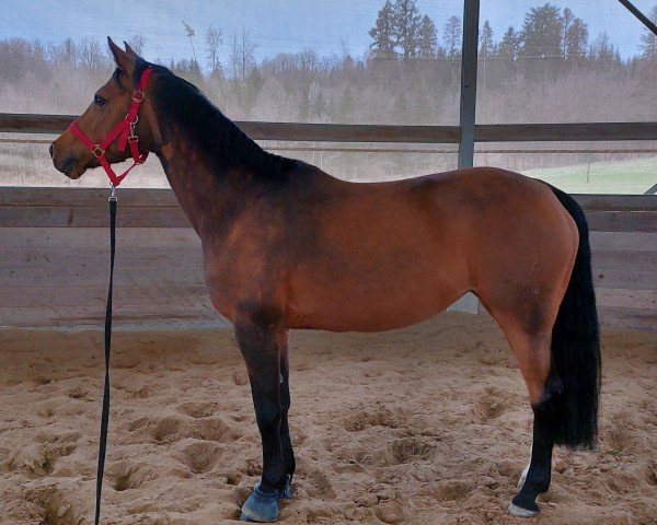 broodmare Carla (German Riding Pony, 2009, from Top Champy)