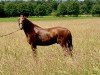 dressage horse Quandillo (Holsteiner, 2014, from Quaterback)