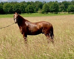 Dressurpferd Quandillo (Holsteiner, 2014, von Quaterback)