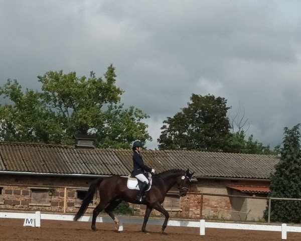 dressage horse Dorati 4 (German Sport Horse, 2003, from Donati)