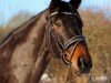 dressage horse Don Geronimo 2 (Hanoverian, 2009, from Don Frederico)