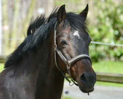 broodmare Saphira (German Riding Pony, 2008, from Kennedy WE)