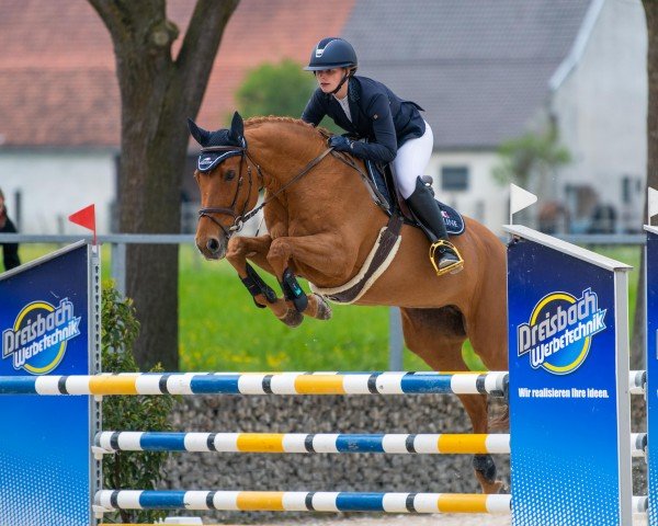 jumper Lone Star's Queen (Bavarian, 2006, from Lone Star)