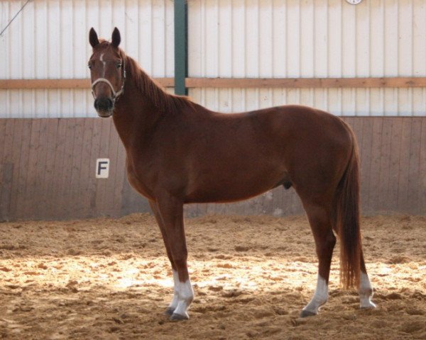 dressage horse Henrik 6 (Trakehner, 2007, from Tannenhof’s Solero TSF)