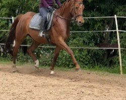 broodmare Blimey (Oldenburg, 2015, from Callaho's Benicio)