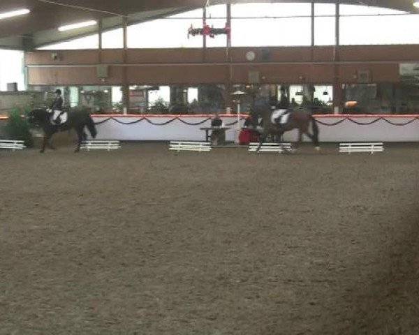 Hallen-Reit- und Springturnier des RV Suedlohn-Oeding für Ponys und Großpferde 2012