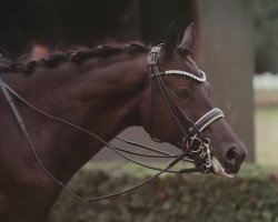 dressage horse Arnie (Trakehner, 2007, from Gribaldi)