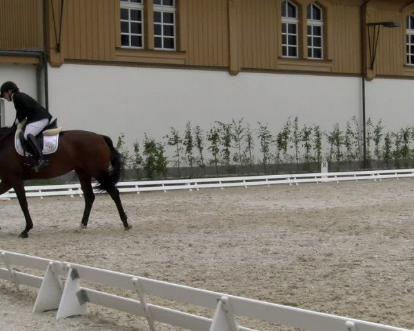 Reitturnier Avenches 2024