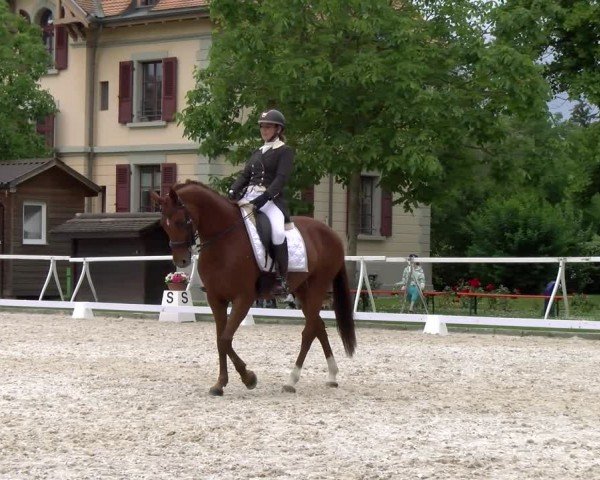 Reitturnier Avenches 2024