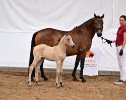 broodmare Bahia (German Riding Pony, 2008, from Benedict)