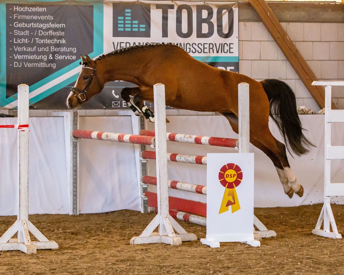 broodmare Cassiopeia s.o. (German Riding Pony, 2018, from Captain Meyer WE)