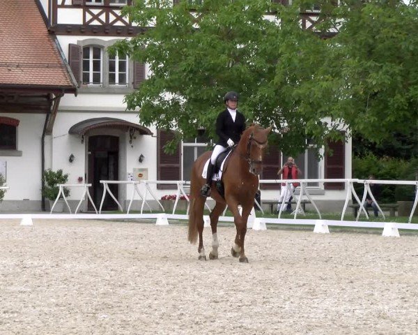 Reitturnier Avenches 2024