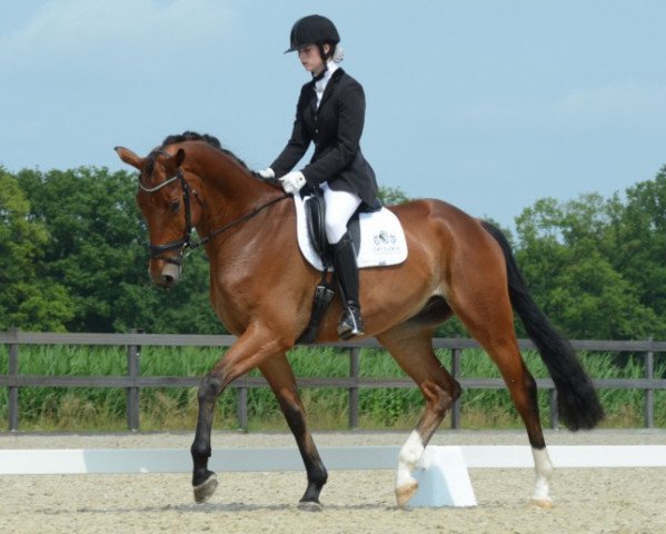 dressage horse Harnoncourt (Trakehner, 2009, from Goldschmidt)