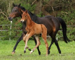 Springpferd Holders Hill (Trakehner, 2016, von Davidas)