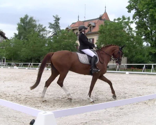 Reitturnier Avenches 2024