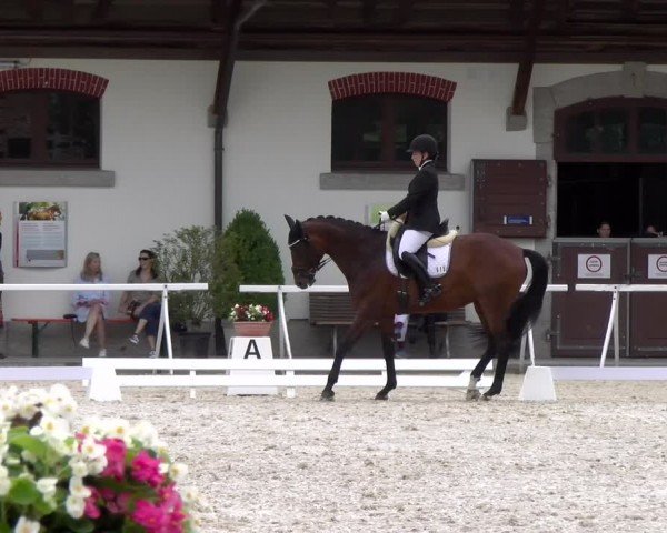 Reitturnier Avenches 2024