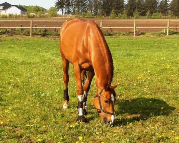 dressage horse Helikon vom Forth (Trakehner, 2005, from Lowelas)