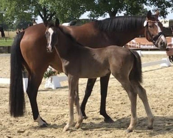 foal by Hengst von Sir Donnerhall I / Benicio (Westphalian, 2024, from Sir Donnerhall I)