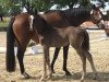 foal by Hengst von Sir Donnerhall I / Benicio (Westphalian, 2024, from Sir Donnerhall I)