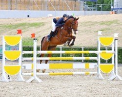 jumper Checker 87 (German Sport Horse, 2018, from Cesaro)