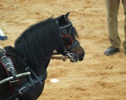 stallion Betolli vom Borkenbrink (Dt.Part-bred Shetland pony, 2007, from Bacardi vom Borkenbrink)