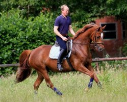 broodmare Hommage II (Trakehner, 2009, from Goldschmidt)