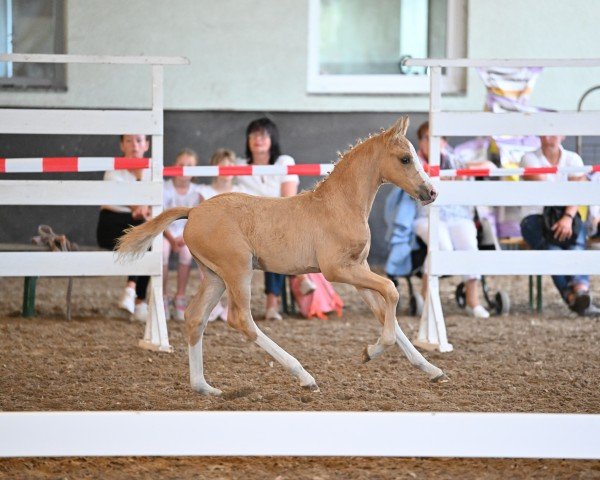 Dressurpferd Hengst von Charmeur / Captain Meyer (Deutsches Reitpony, 2022, von Charmeur)