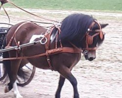 broodmare Donna vom Almhof (Shetland Pony, 2014, from Freesena's Veneziano)