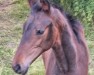 foal by Hengst von Fortunio / Apollon (Westphalian, 2024, from Fortunio)