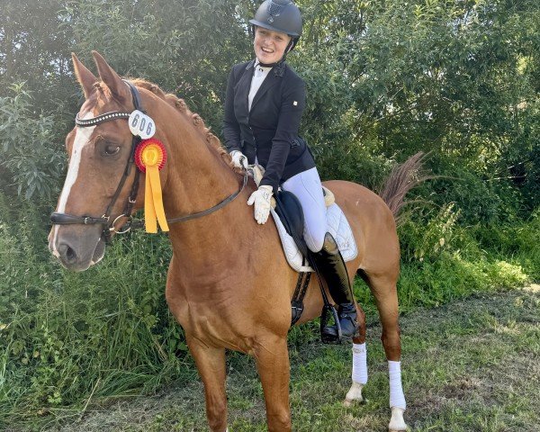 dressage horse Luigi 307 (Hanoverian, 2016, from Lissaro)