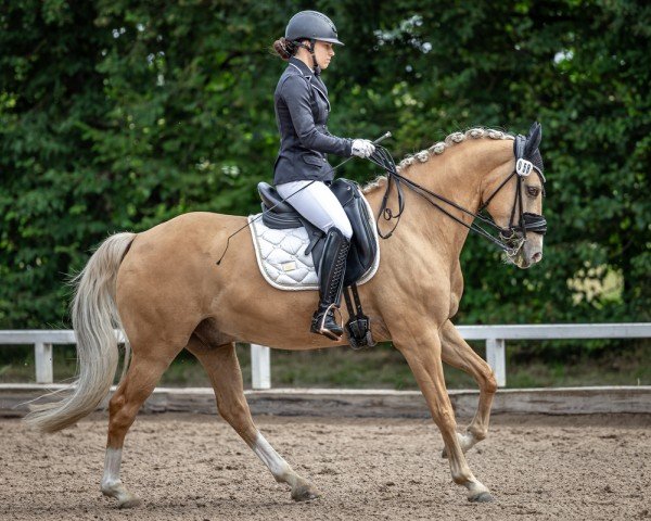 Dressurpferd Charles Dance (Deutsches Reitpony, 2015, von Cassini)