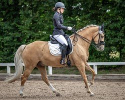 dressage horse Charles Dance (German Riding Pony, 2015, from Cassini)