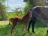 foal by Gute Luise AS (German Sport Horse, 2024, from Go for Romance PS)