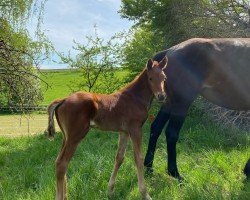 foal by Gute Luise AS (German Sport Horse, 2024, from Go for Romance PS)