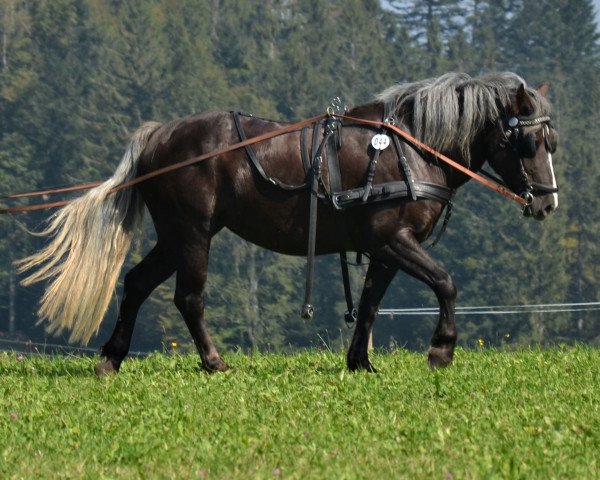 broodmare Lady Dora Donner (Black Forest Horse, 2016, from Donner)