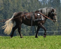 Pferd Lady Dora Donner (Schwarzwälder Kaltblut, 2016, von Donner)