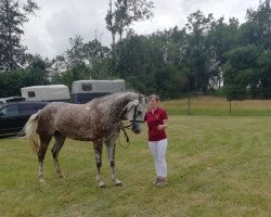 Springpferd Maxima (Deutsches Sportpferd, 2017, von Mont Blanc 34)