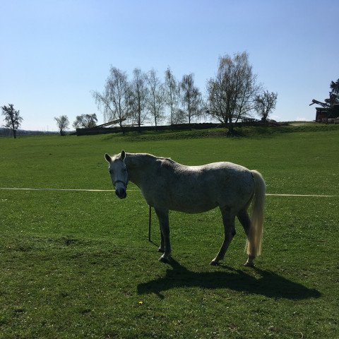 broodmare Curly Sue (Saxony-Anhaltiner, 2002, from Campari M)