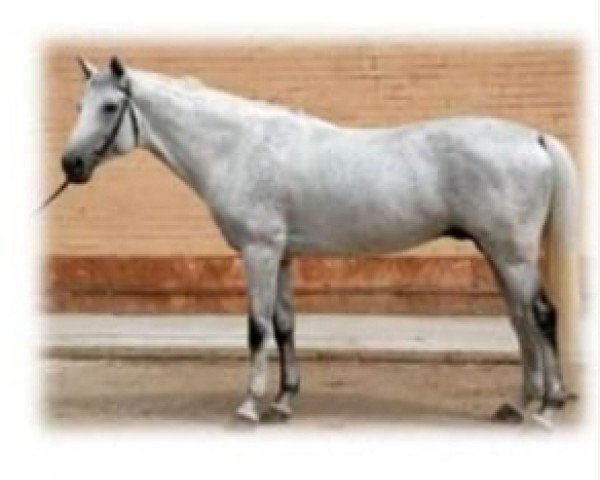 stallion Grif Grej (Russian Trakehner, 1995, from Efir)