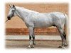 stallion Grif Grej (Russian Trakehner, 1995, from Efir)