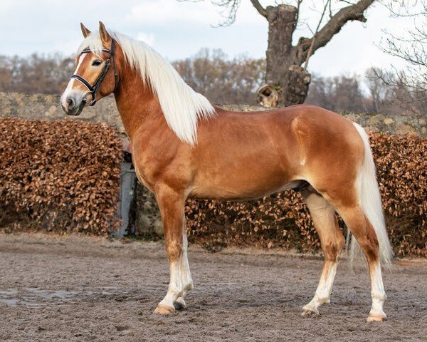 stallion Excelsius (Edelbluthaflinger, 2020, from Exponent (54,69% ox))