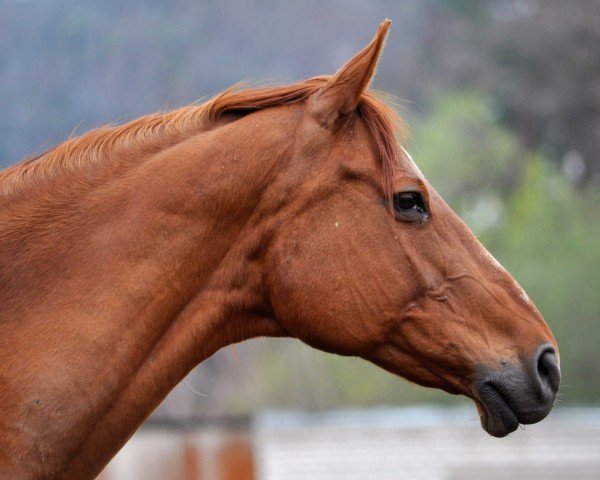 Zuchtstute Petschat (Russisch Trakehner, 1994, von Pirit)